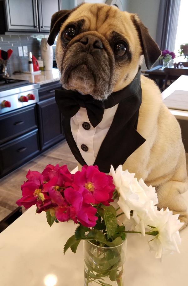 /images/uploads/pug nation rescue of los angeles/pugnation2020/entries/11738thumb.jpg